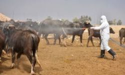 الصحة تسجل 14 إصابة وحالتي وفاة بالحمى النزفية خلال العام الحالي